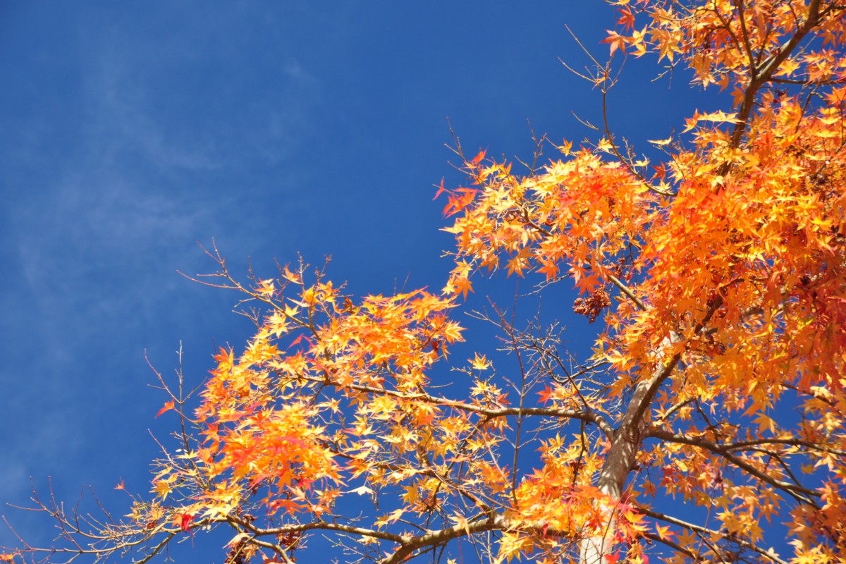 撮影・風景写真・紅葉・矢祭山公園