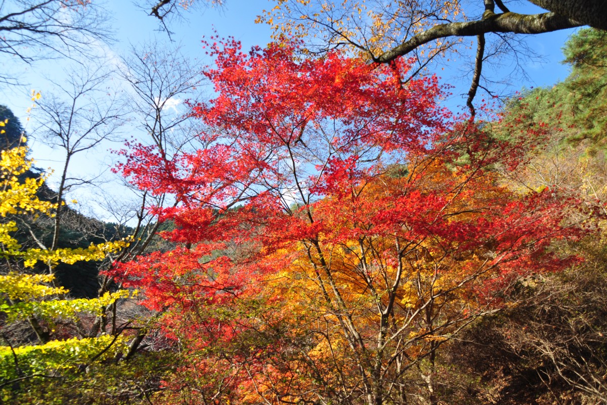 撮影・風景写真・紅葉・矢祭山公園