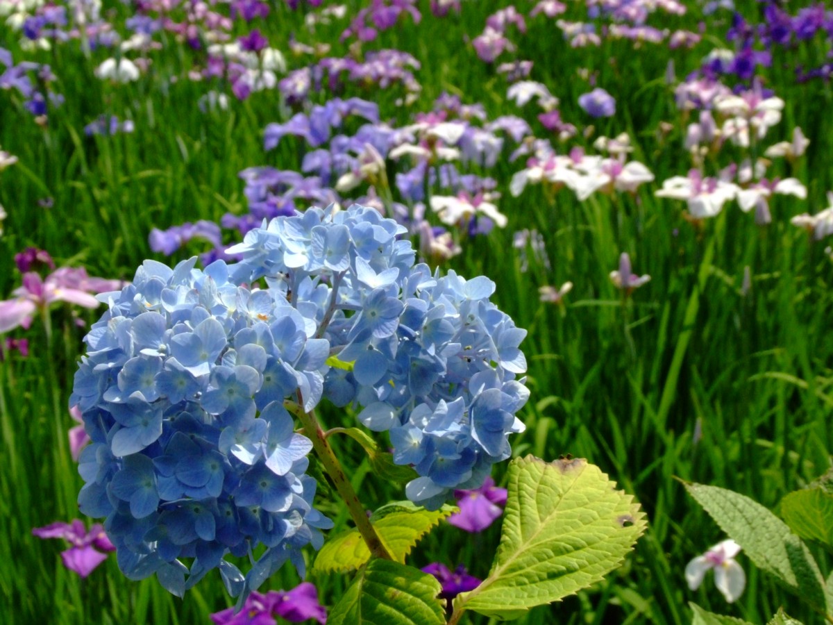 撮影・風景写真・本土寺