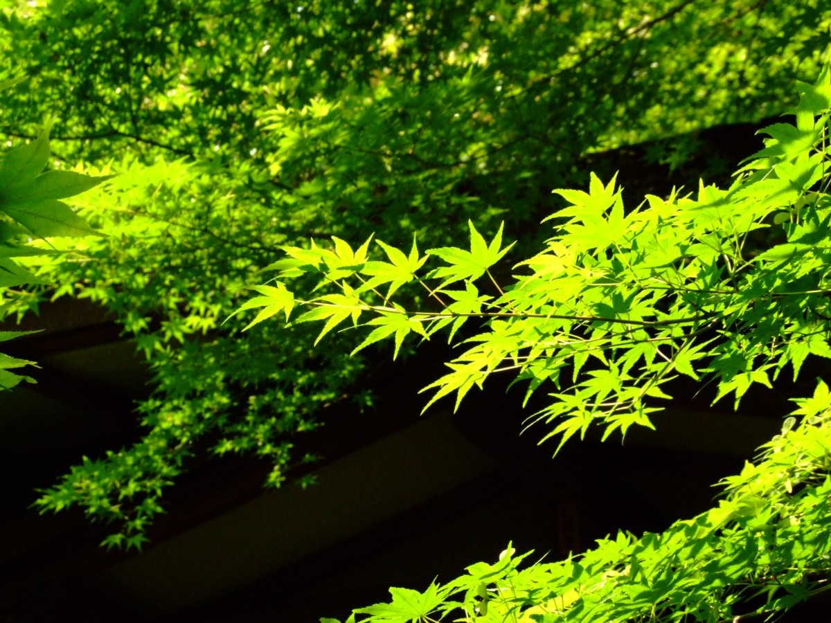 撮影・風景写真・本土寺