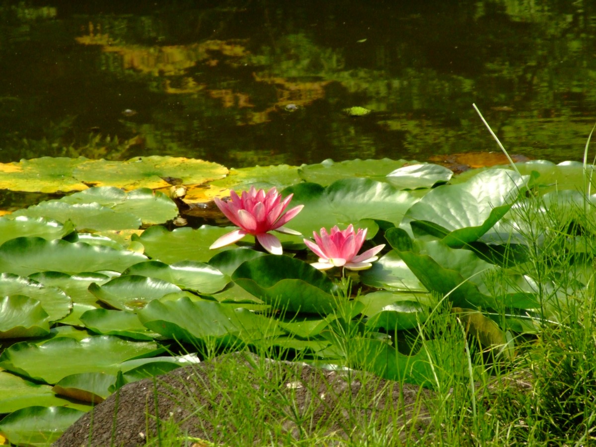撮影・風景写真・本土寺