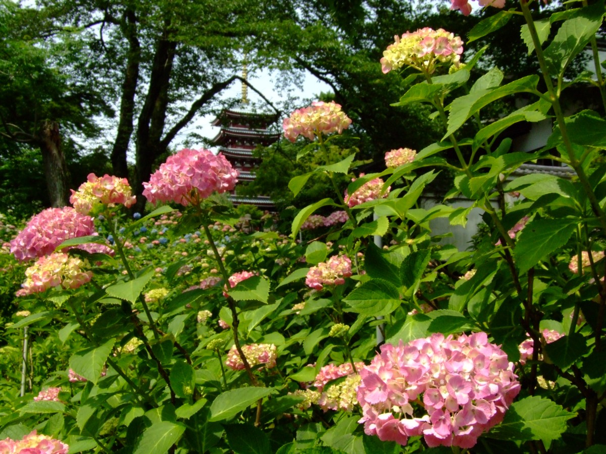 撮影・風景写真・本土寺