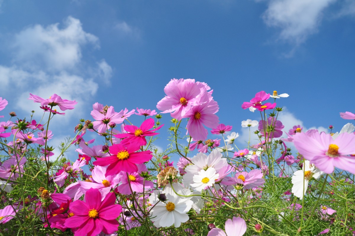 撮影・風景写真・ひたち海浜公園