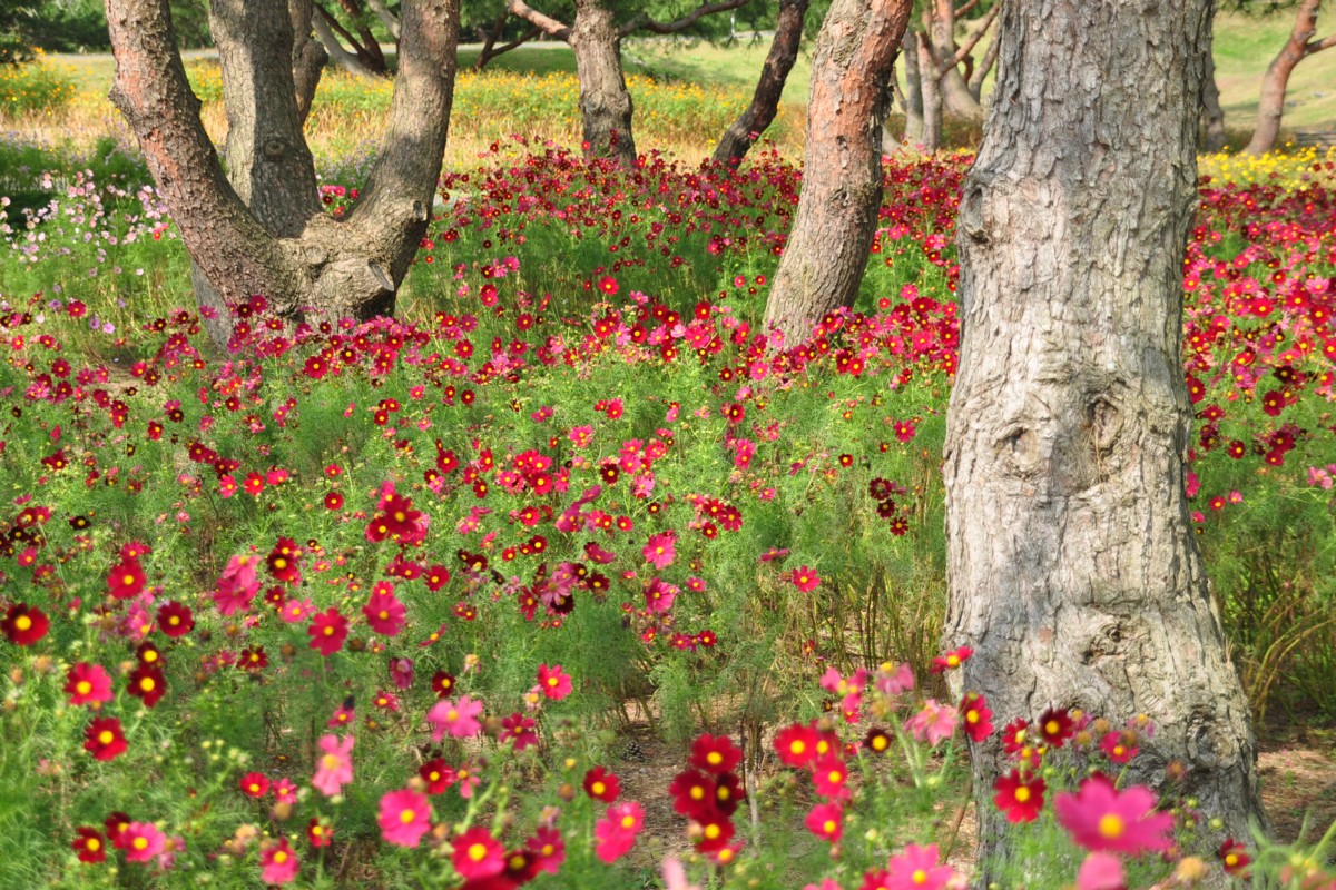 撮影・風景写真・ひたち海浜公園
