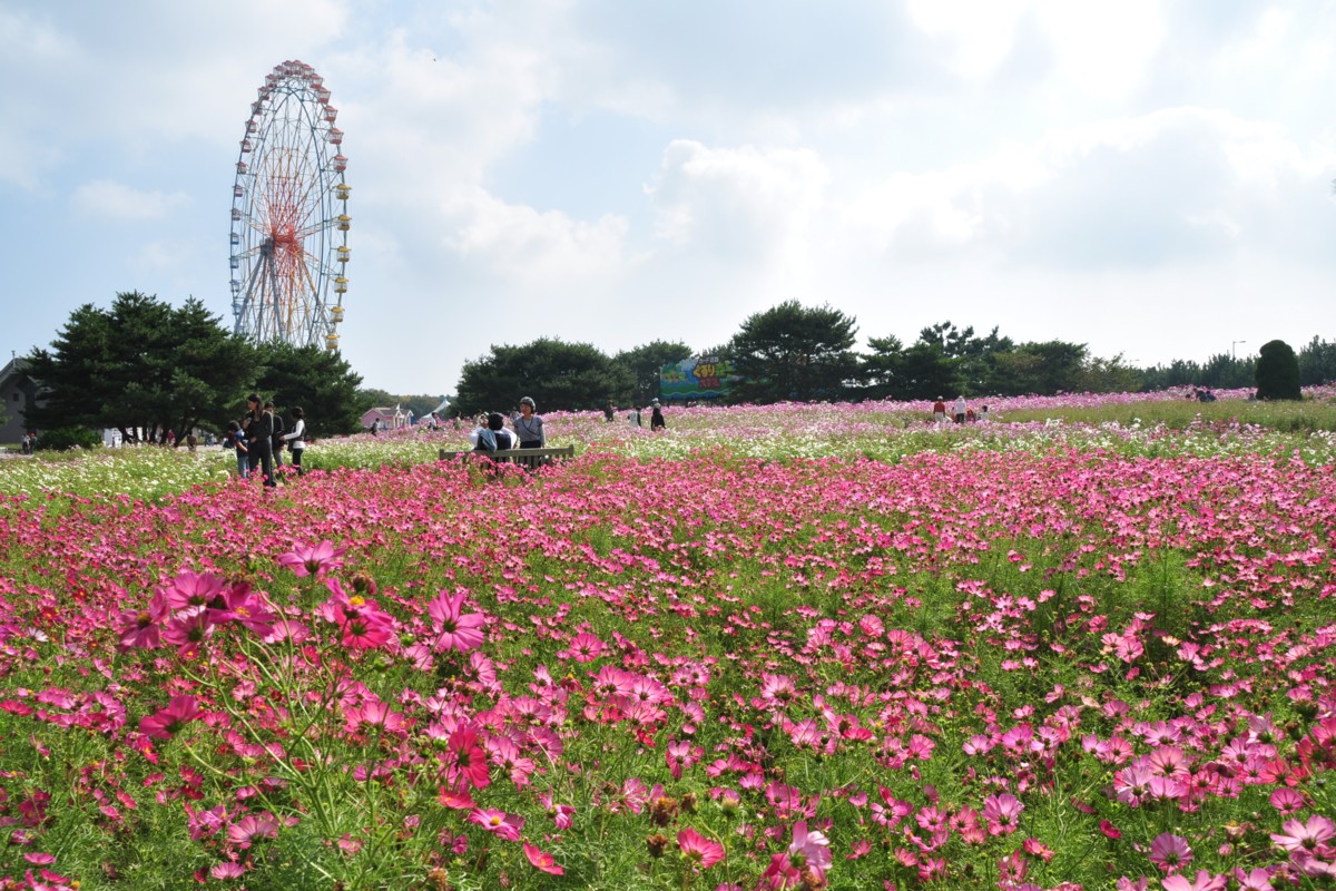 撮影・風景写真・ひたち海浜公園