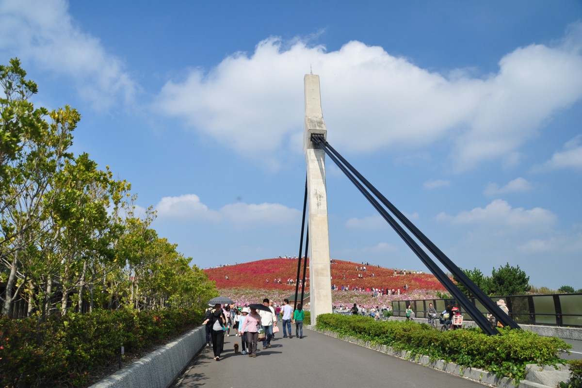 撮影・風景写真・ひたち海浜公園