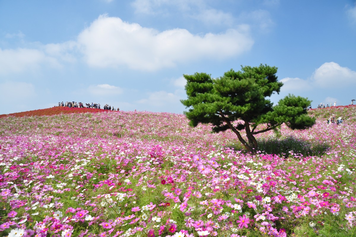 撮影・風景写真・ひたち海浜公園
