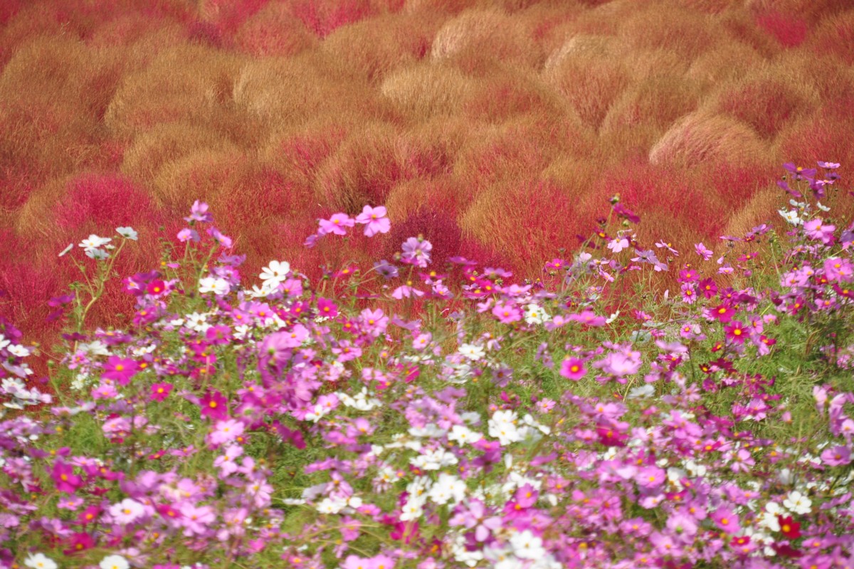 撮影・風景写真・ひたち海浜公園