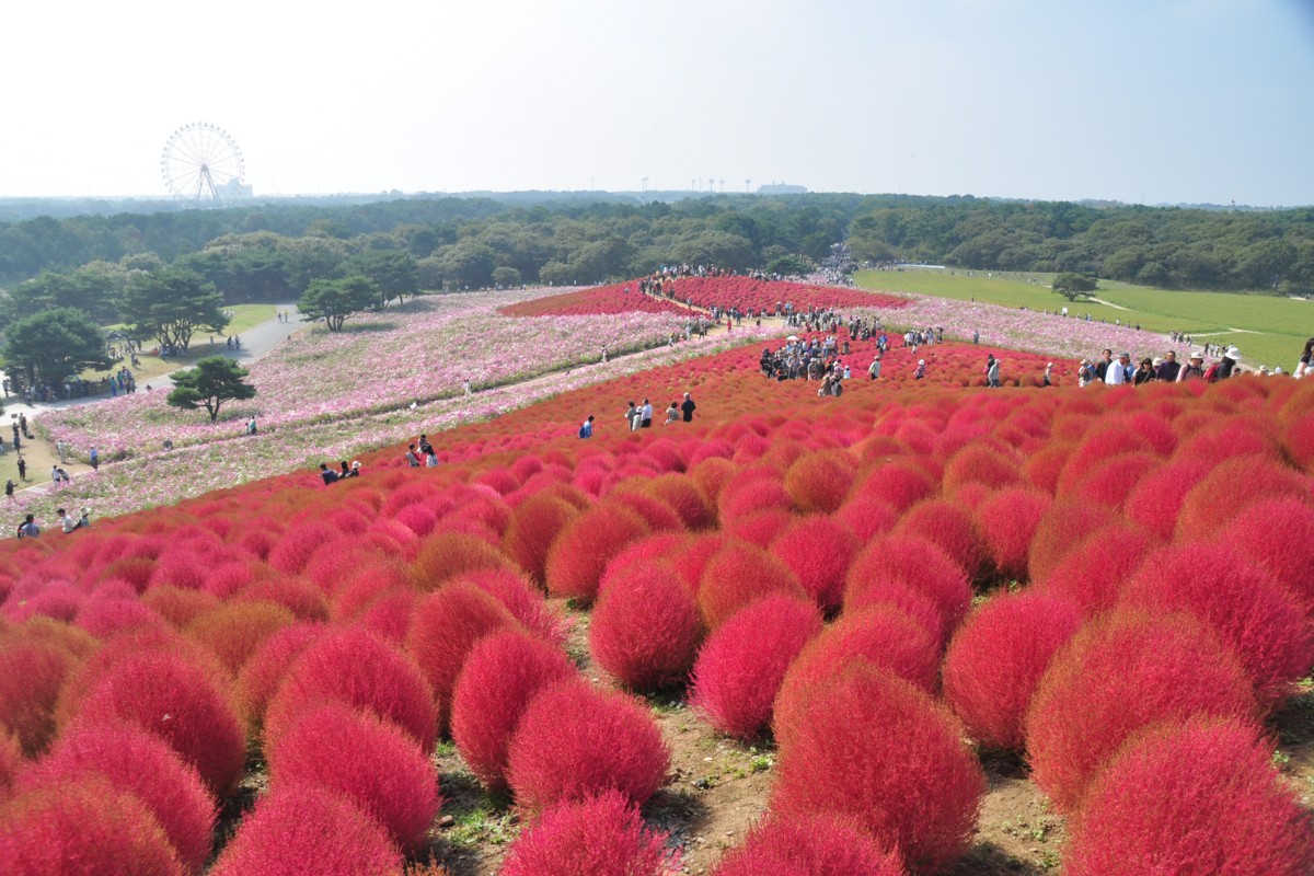 撮影・風景写真・ひたち海浜公園