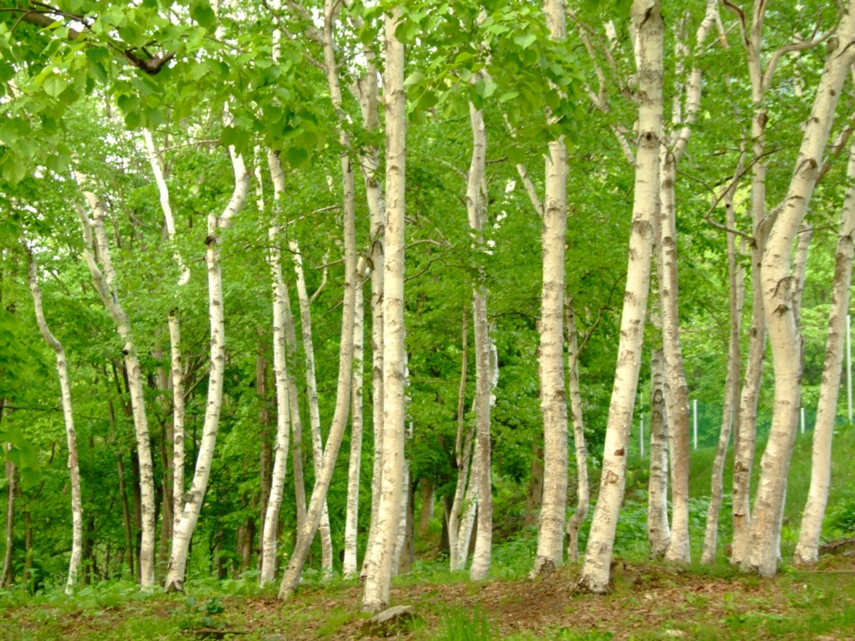 撮影・風景写真・定山渓