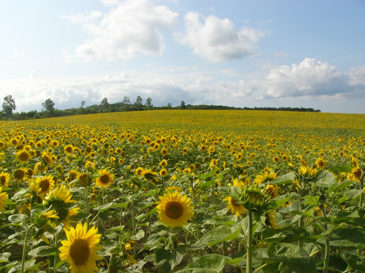 撮影・風景写真・北竜ひまわり畑