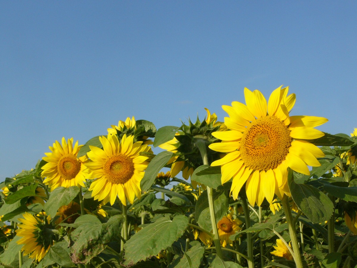 撮影・風景写真・北竜ひまわり畑