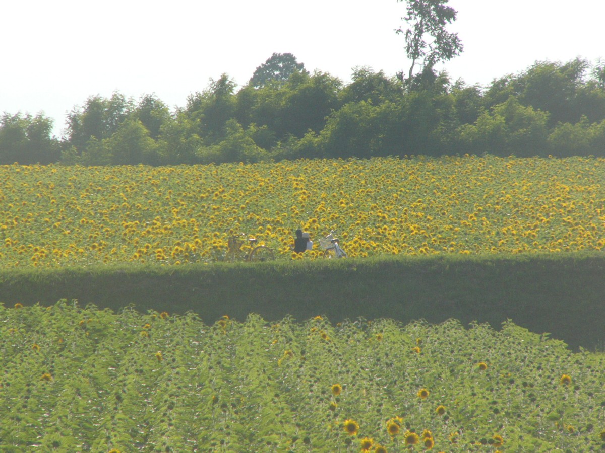 撮影・風景写真・北竜ひまわり畑