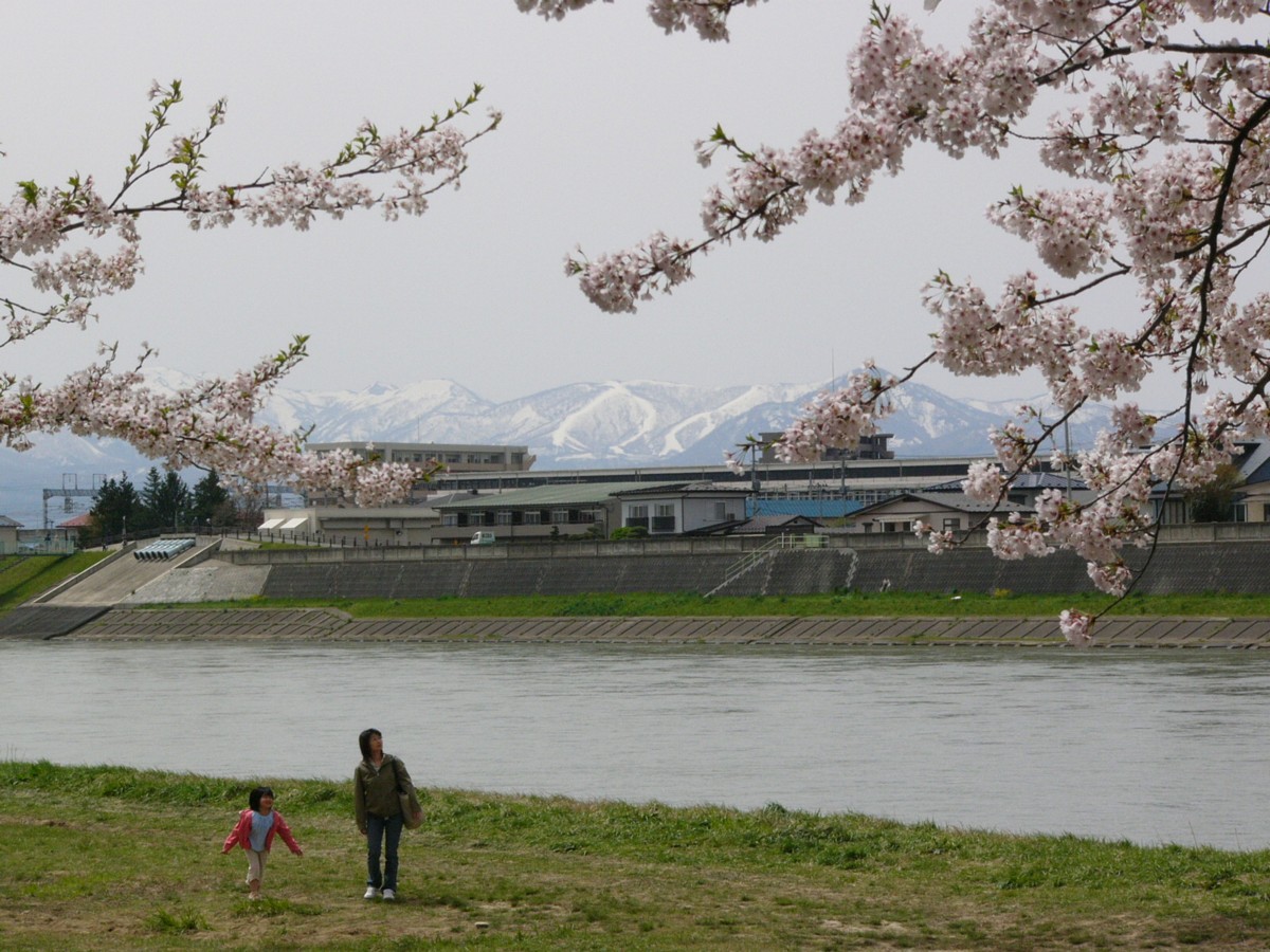 撮影・風景写真・桜・北上展勝地