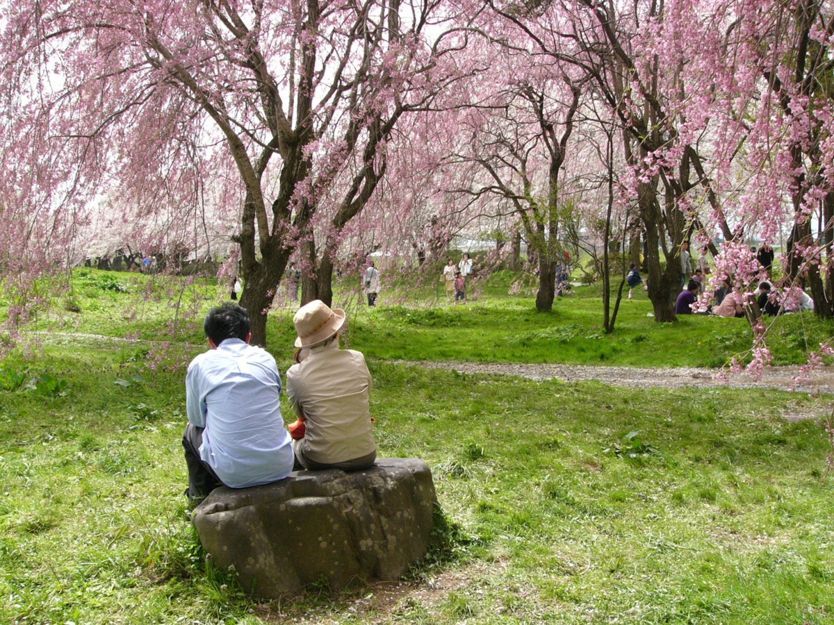 撮影・風景写真・桜・北上展勝地