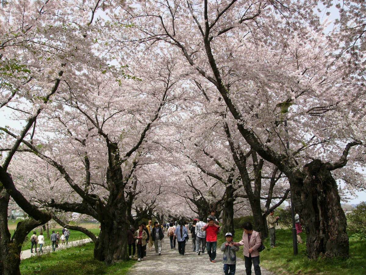 撮影・風景写真・桜・北上展勝地