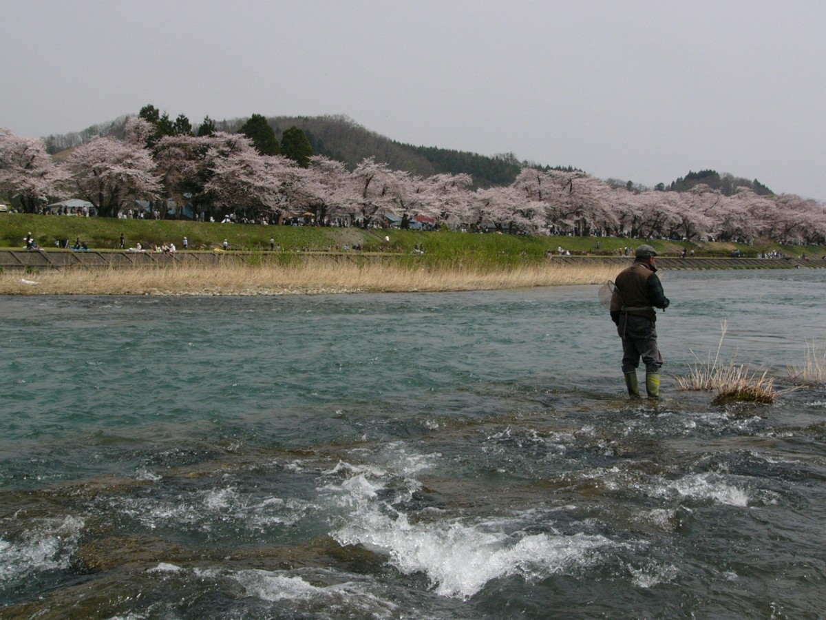 撮影・風景写真・桜・角館