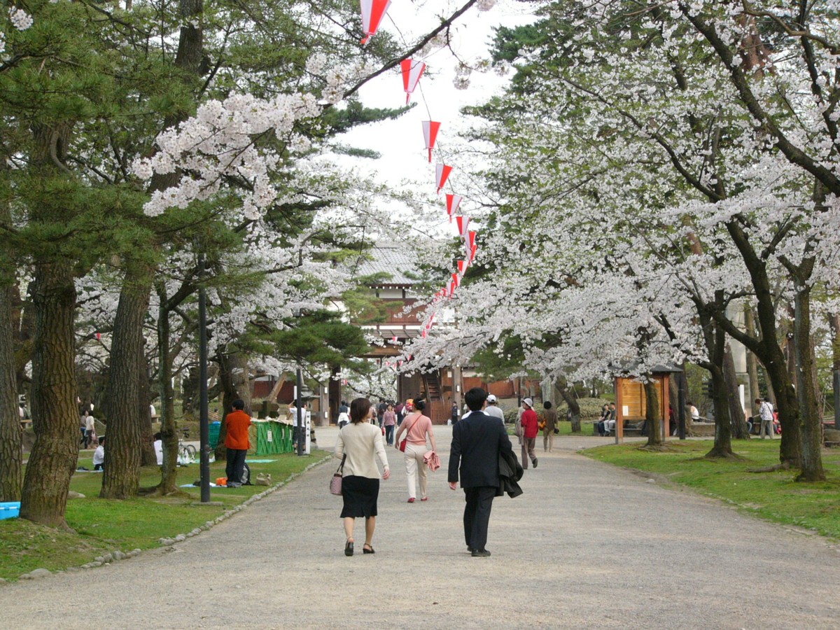 撮影・風景写真・桜・千秋公園