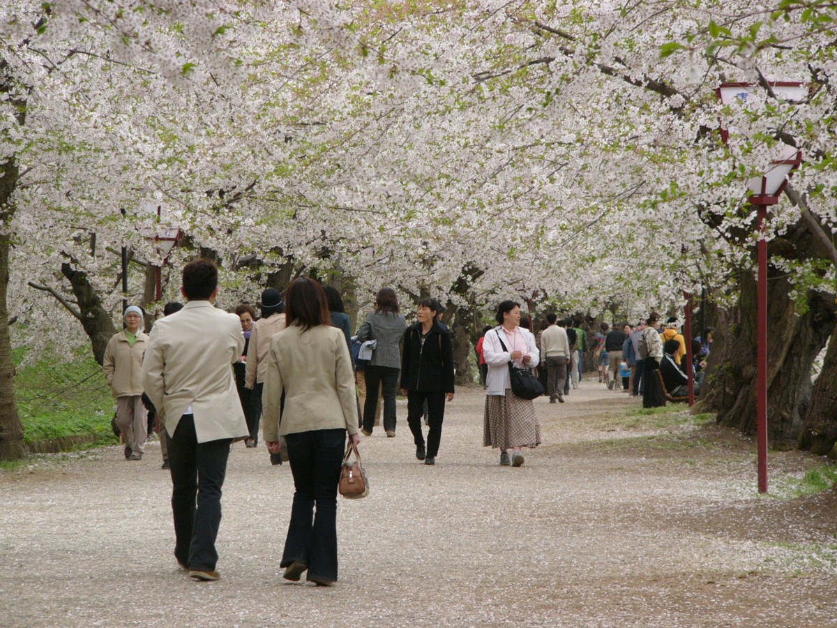 撮影・風景写真・桜・弘前城公園