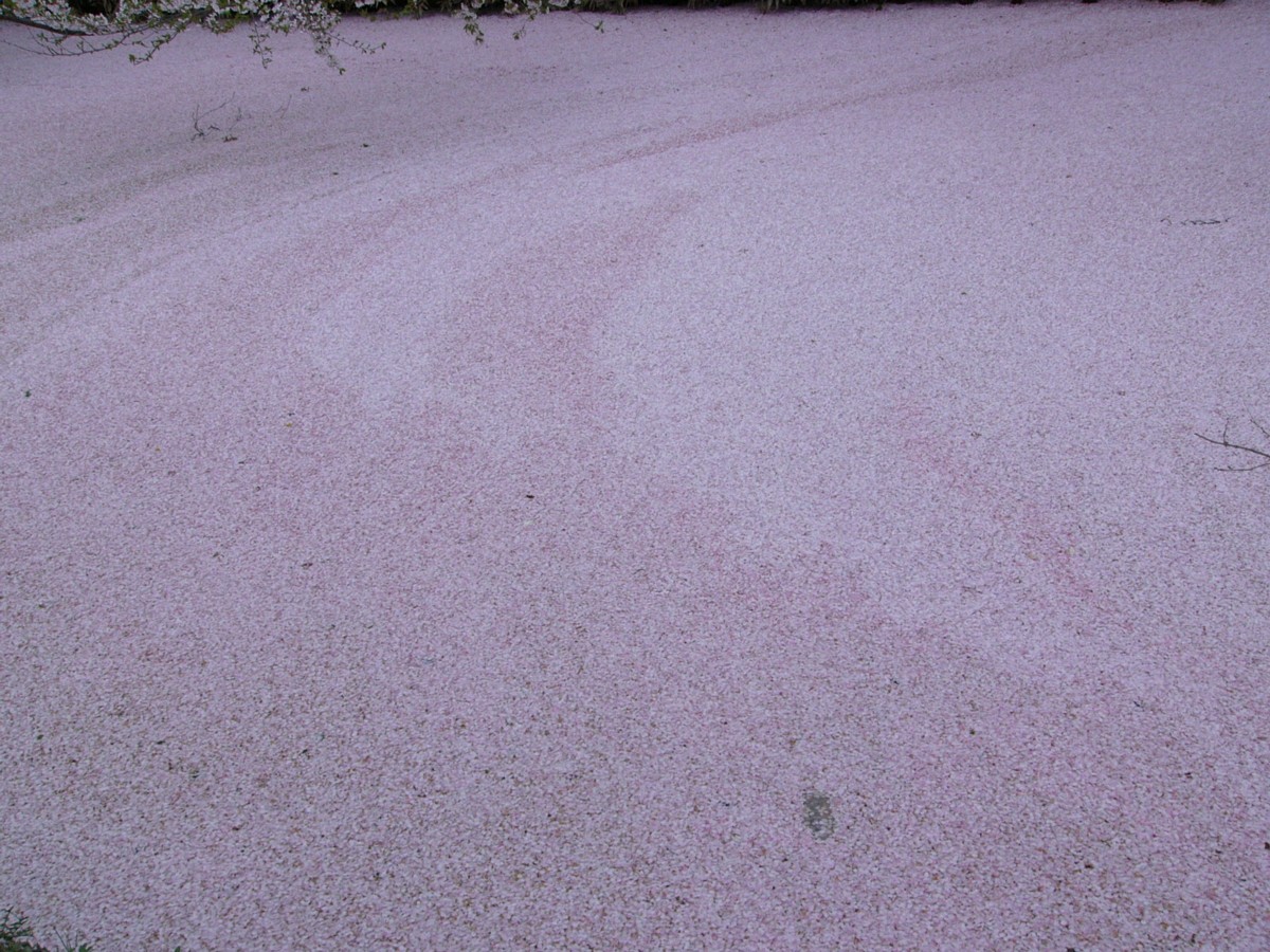 撮影・風景写真・桜・弘前城公園