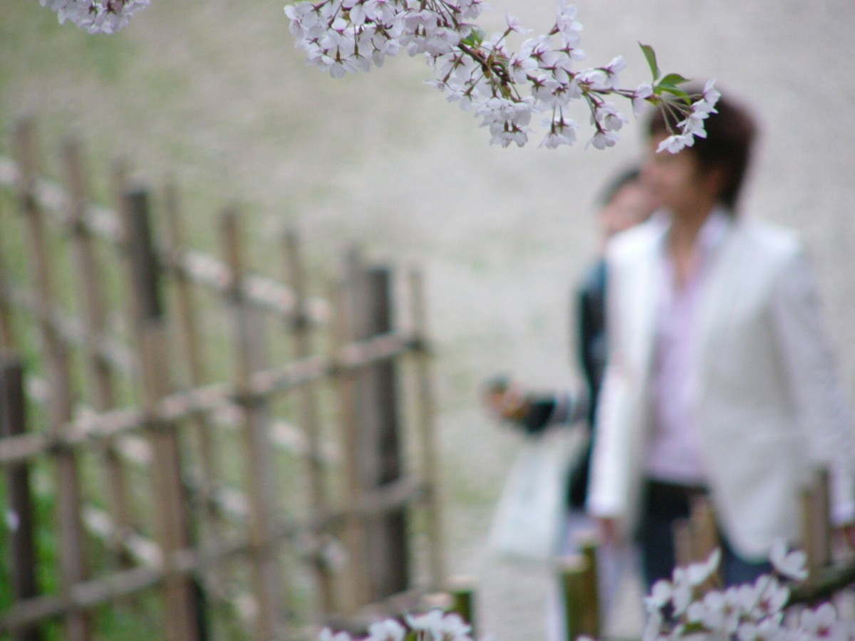 撮影・風景写真・桜・弘前城公園
