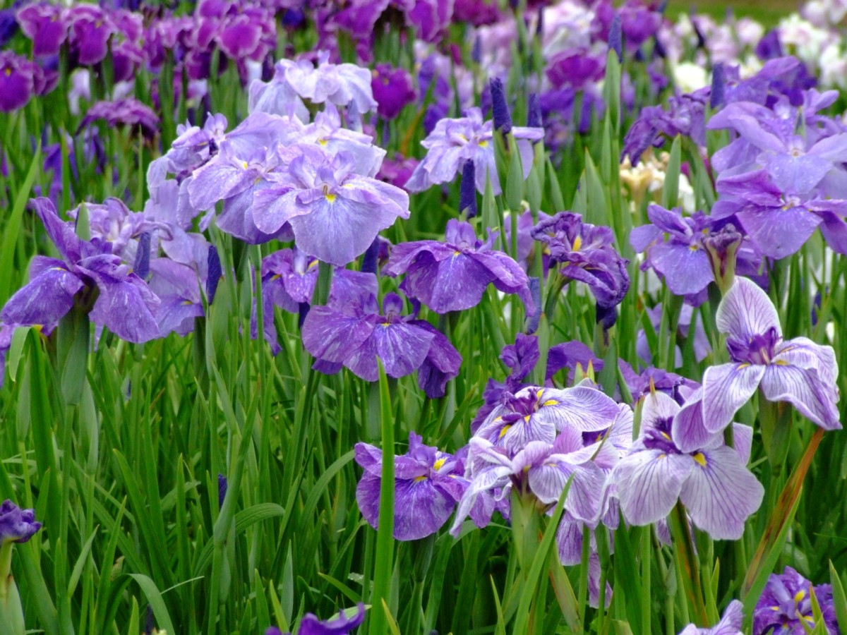 撮影・風景写真・岡山後楽園