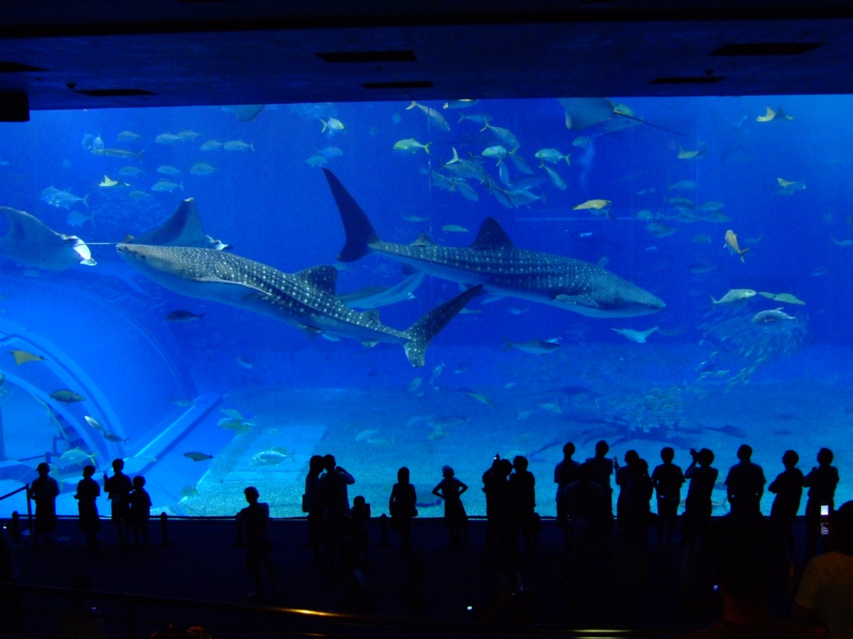 撮影・風景写真・美ら海水族館