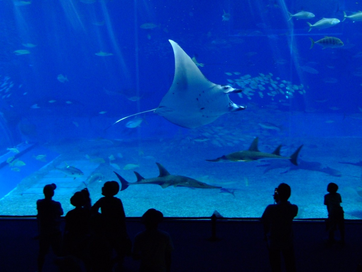 撮影・風景写真・美ら海水族館