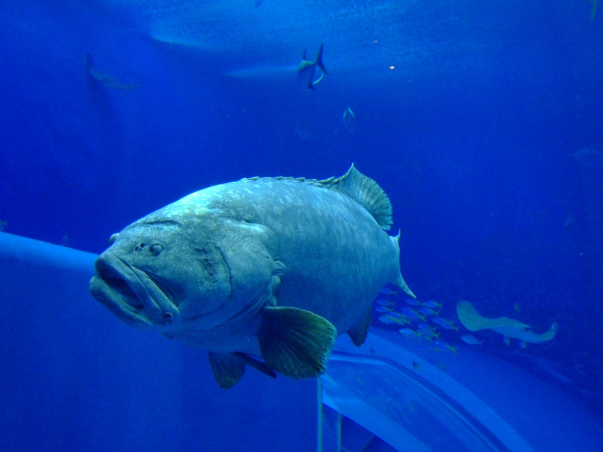 撮影・風景写真・美ら海水族館
