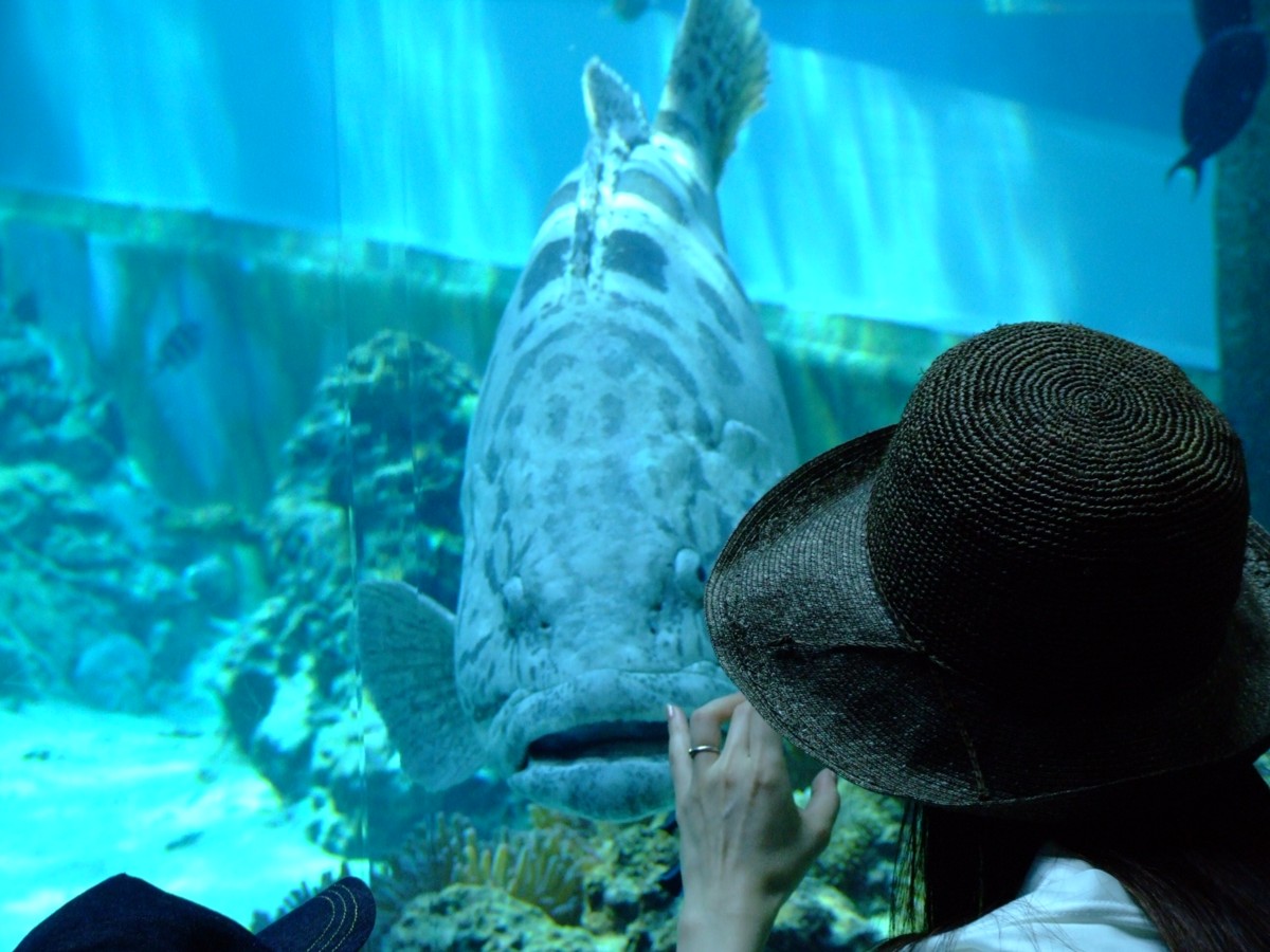 撮影・風景写真・美ら海水族館