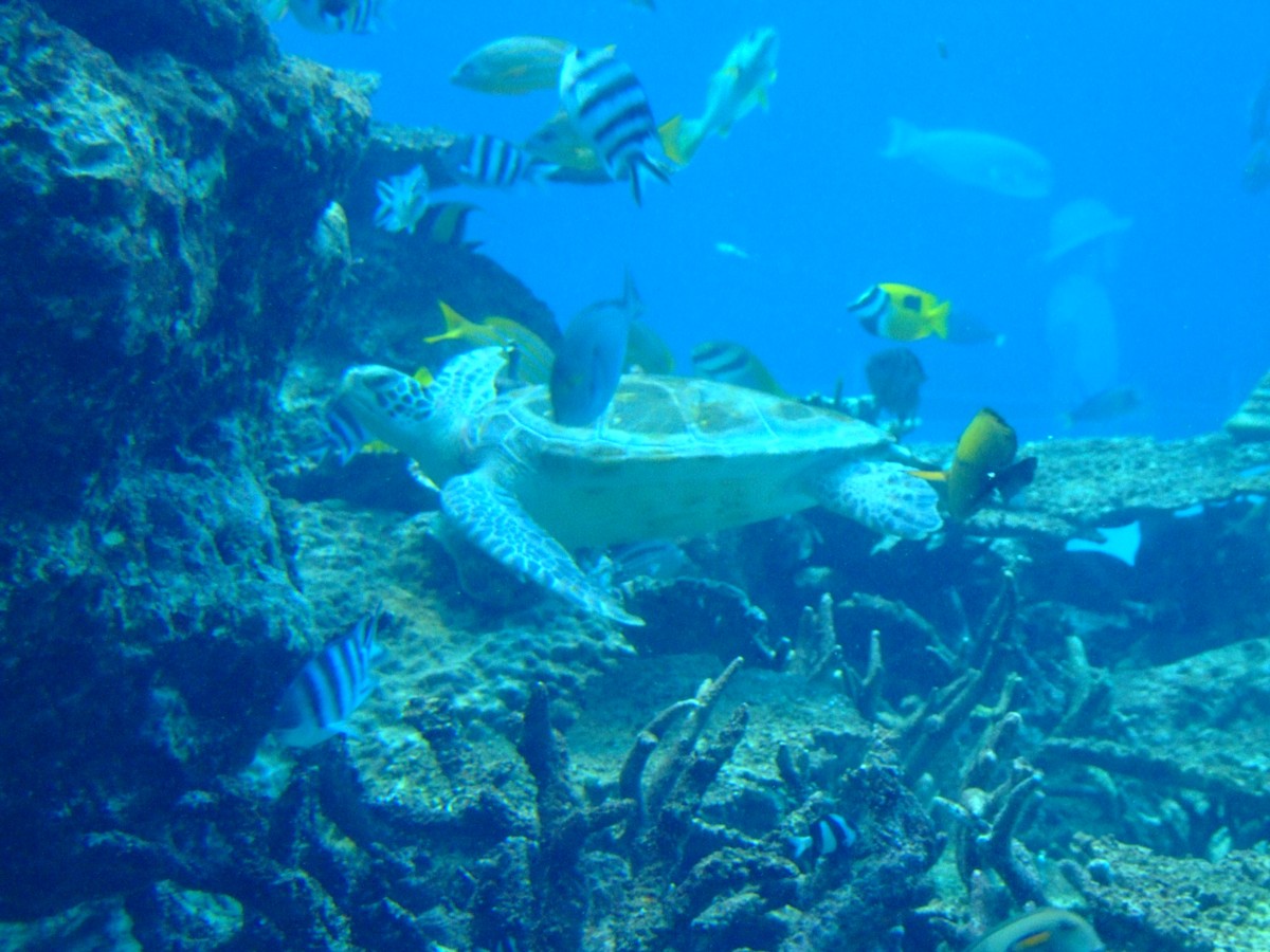 撮影・風景写真・美ら海水族館