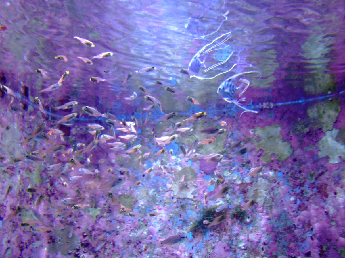 撮影・風景写真・美ら海水族館