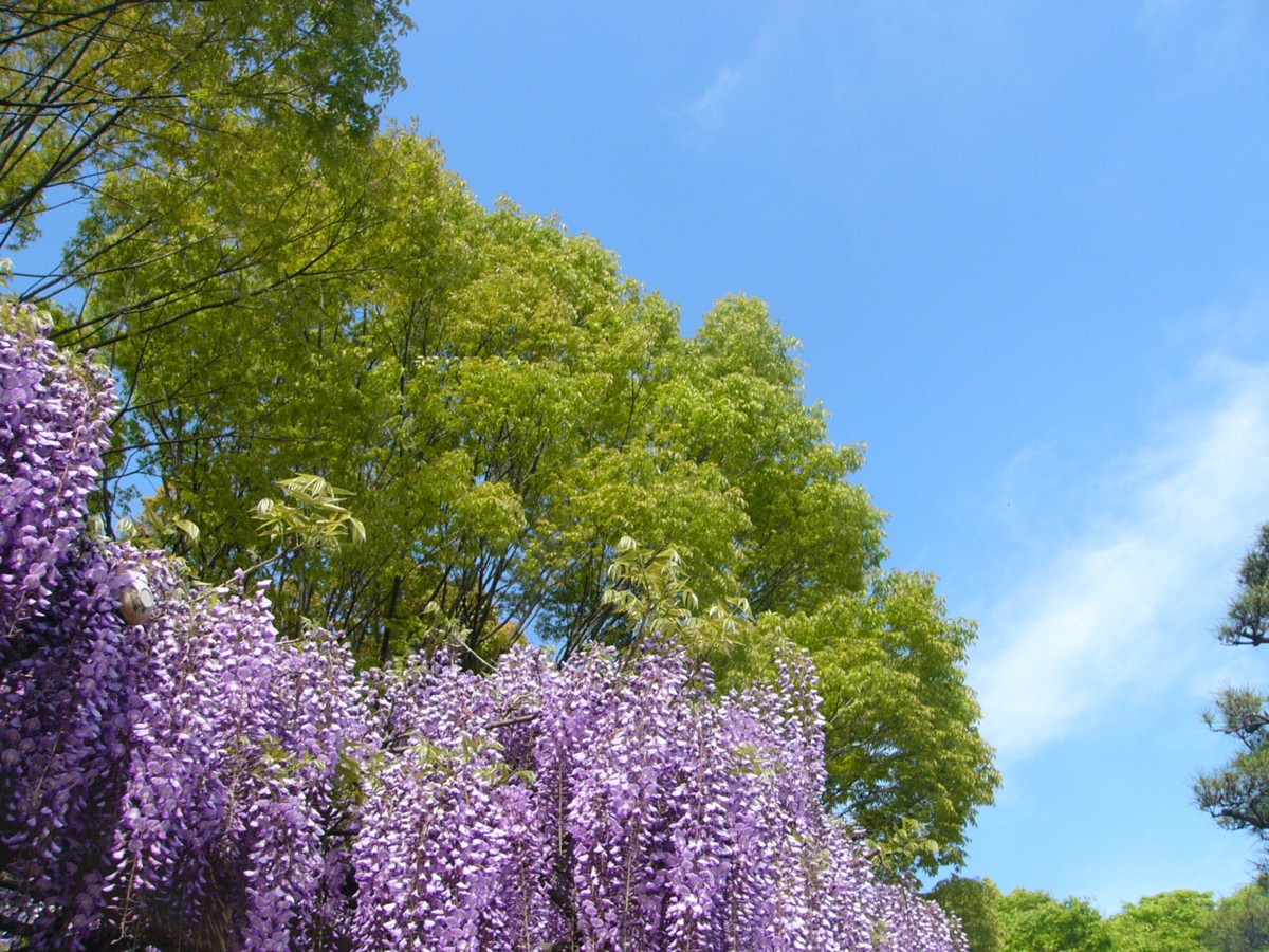 撮影・風景写真・館林