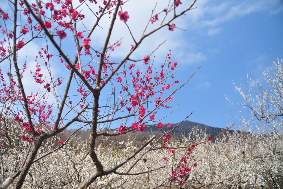 撮影・風景写真・筑波山梅まつり