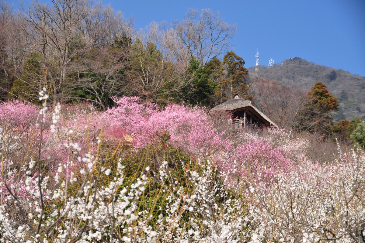 撮影・風景写真・筑波山梅まつり