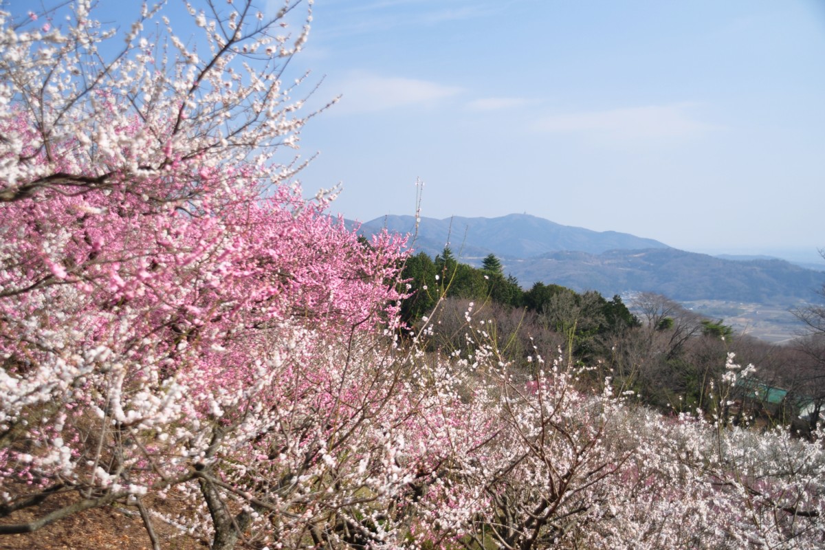 撮影・風景写真・筑波山梅まつり