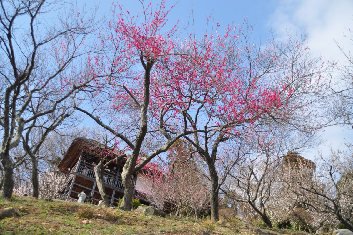 撮影・風景写真・筑波山梅まつり