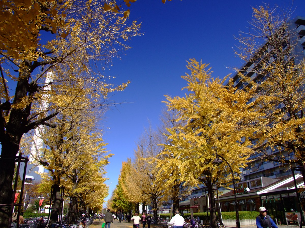 撮影・風景写真・紅葉・光ヶ丘公園