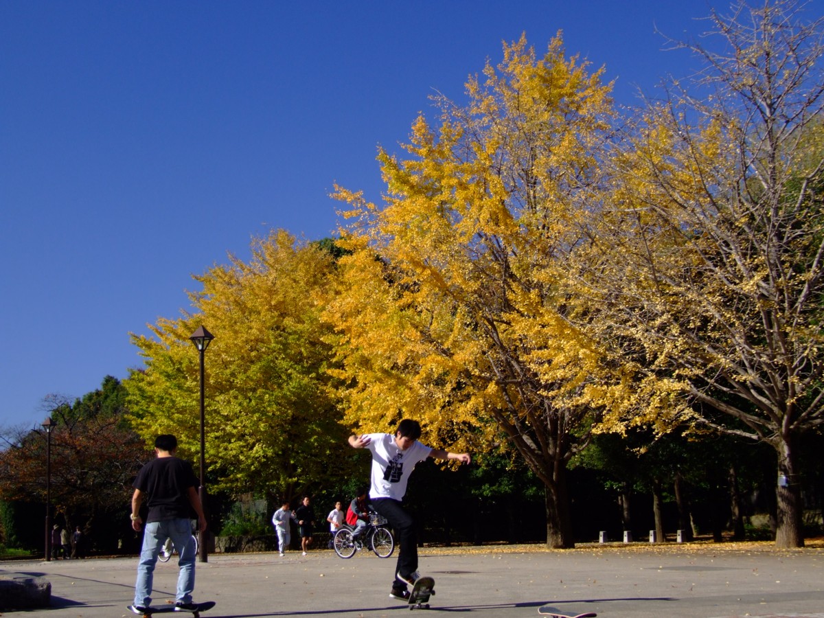 撮影・風景写真・紅葉・光ヶ丘公園