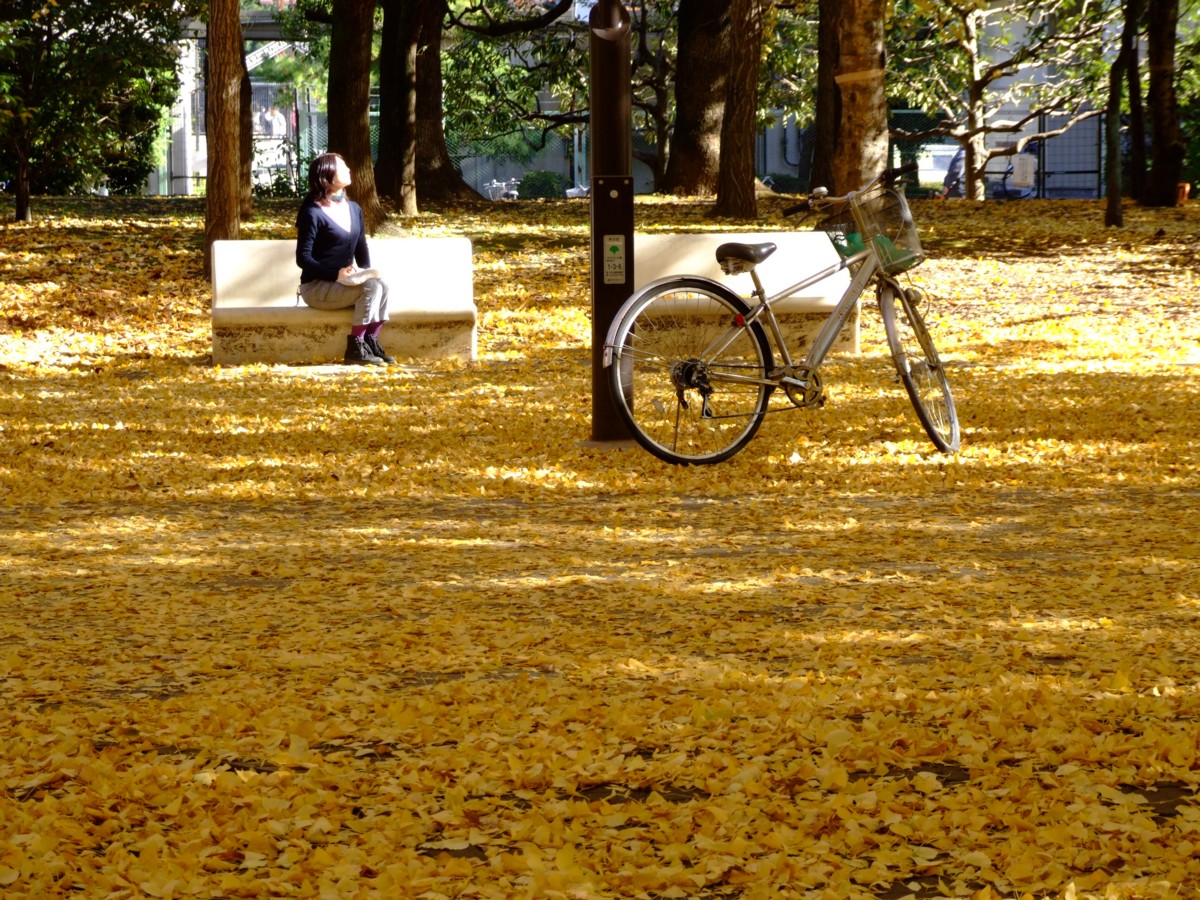 撮影・風景写真・紅葉・光ヶ丘公園