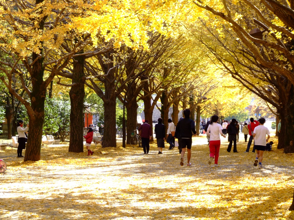 撮影・風景写真・紅葉・光ヶ丘公園