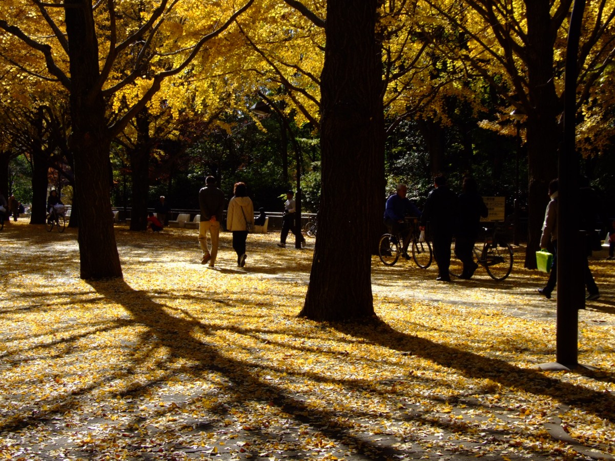 撮影・風景写真・紅葉・光ヶ丘公園