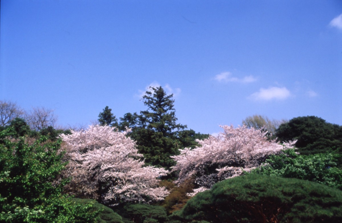 撮影・風景写真・新宿御苑