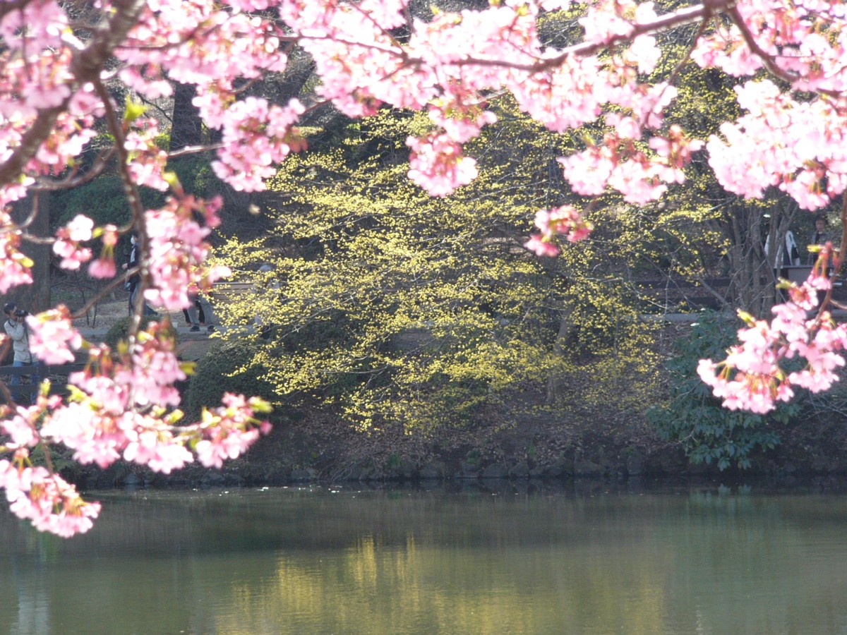 撮影・風景写真・新宿御苑