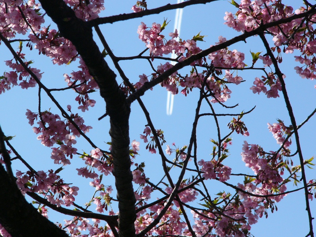 撮影・風景写真・新宿御苑