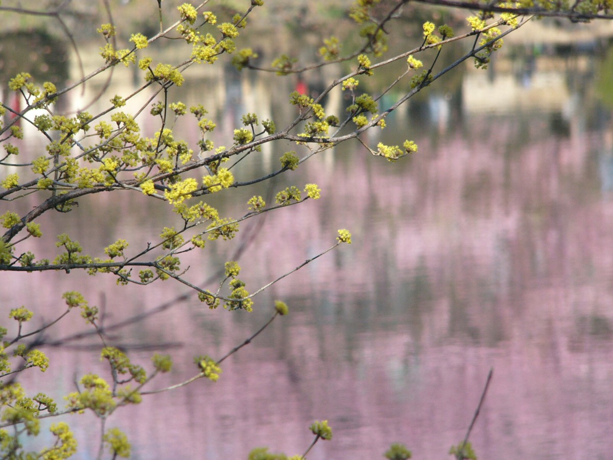 撮影・風景写真・新宿御苑
