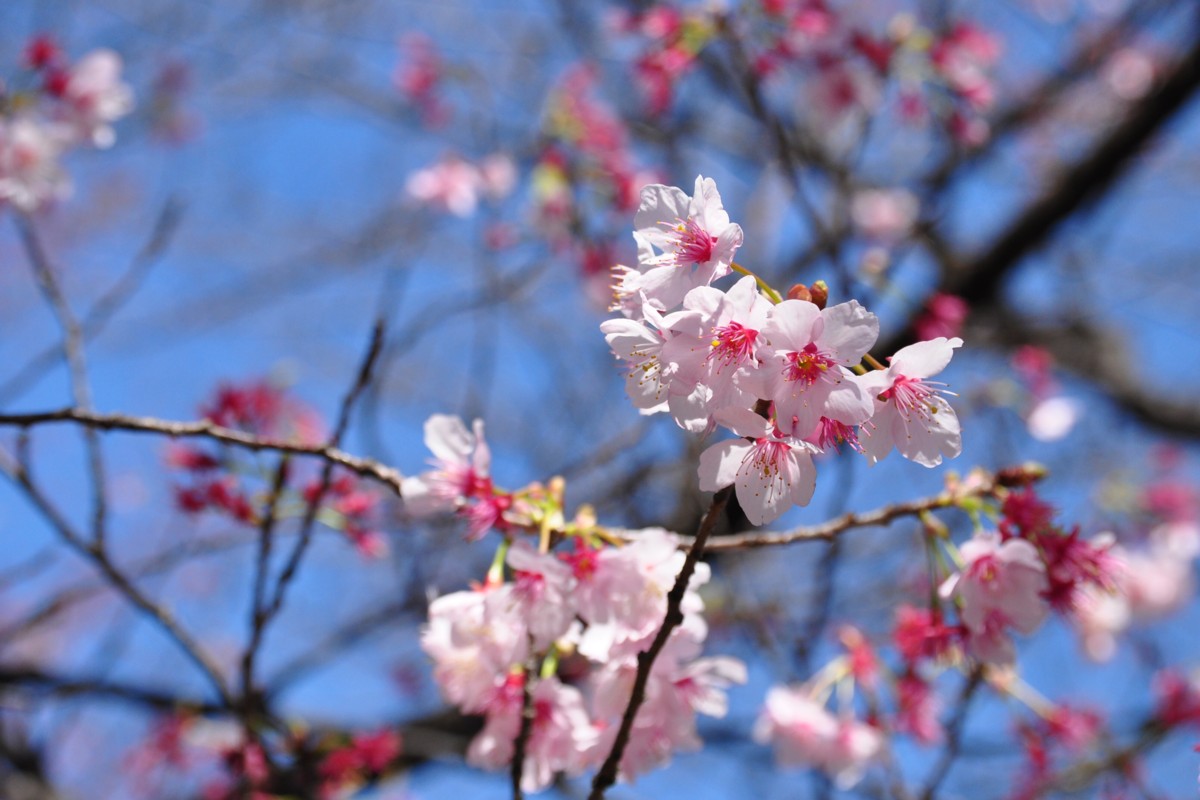 撮影・風景写真・新宿御苑