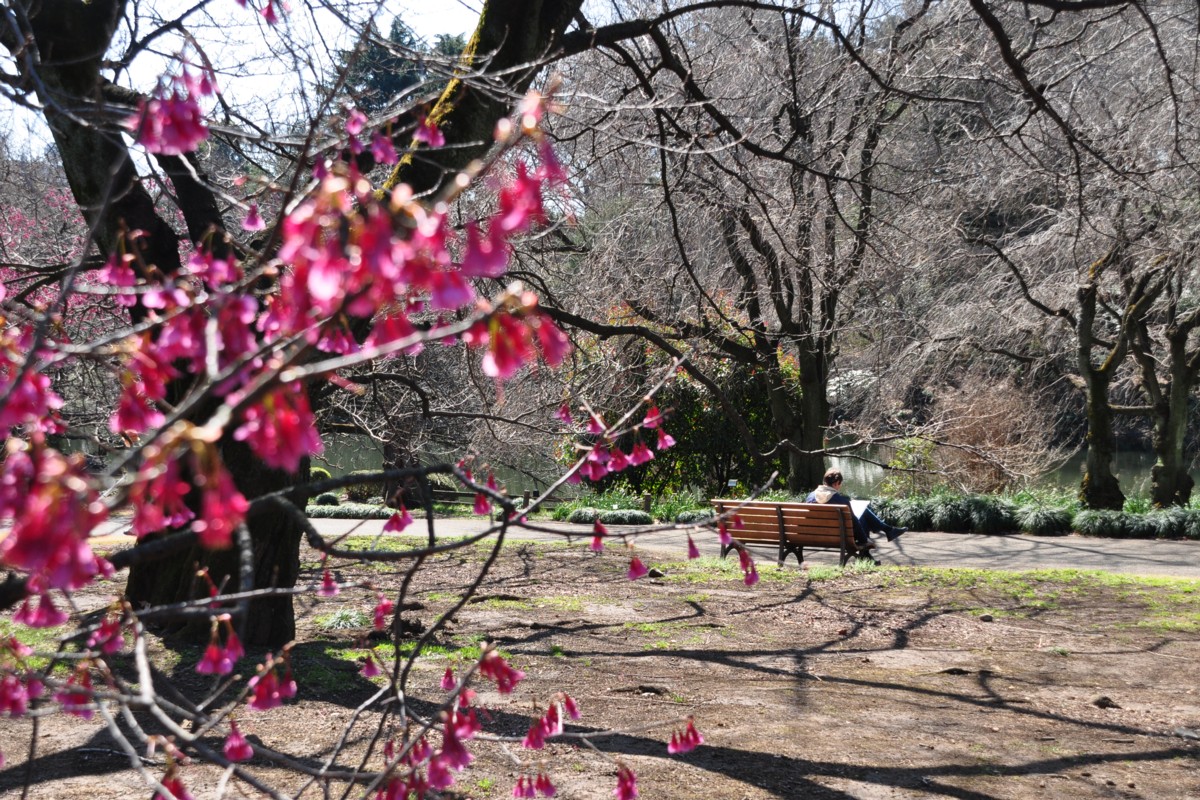 撮影・風景写真・新宿御苑