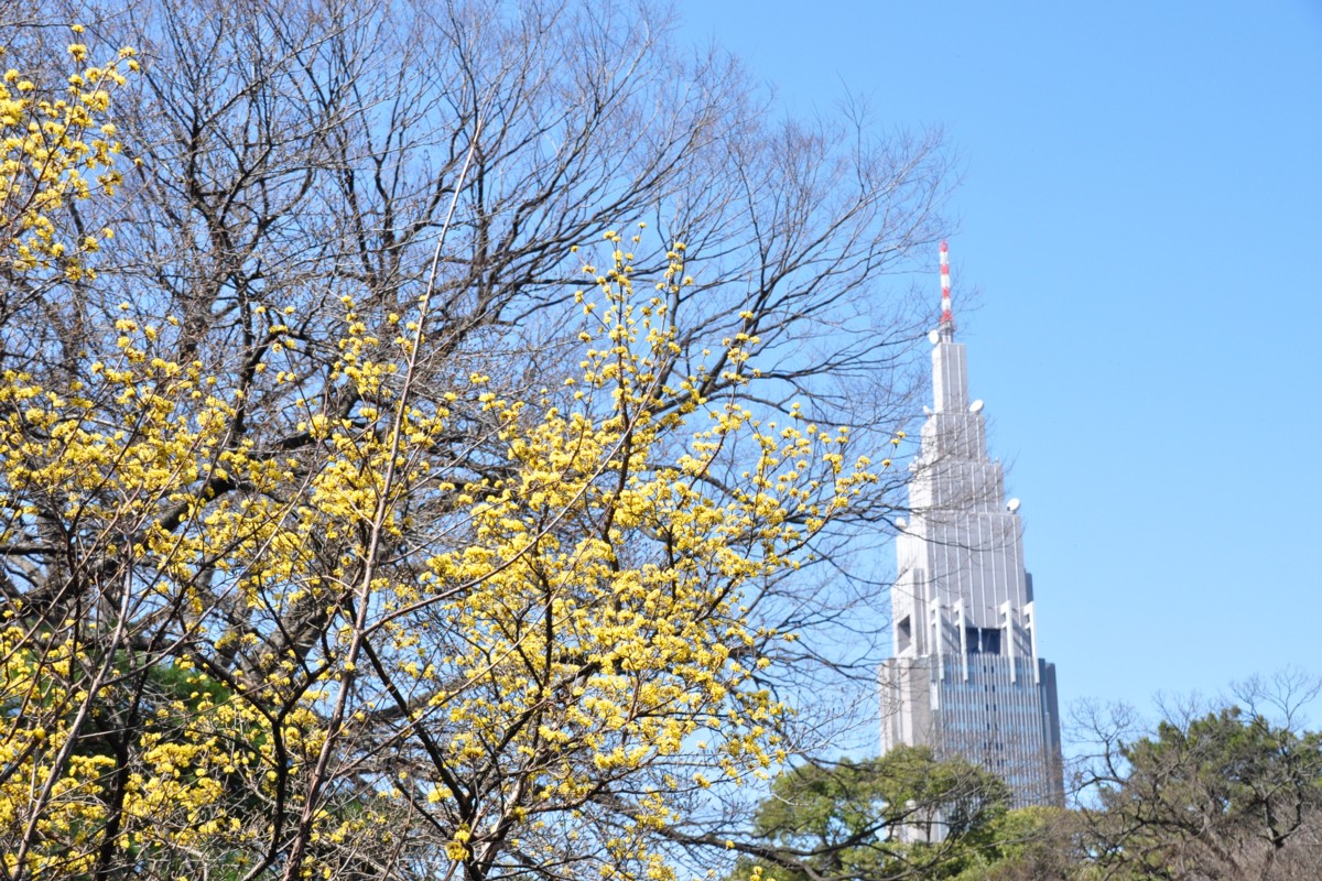 撮影・風景写真・新宿御苑