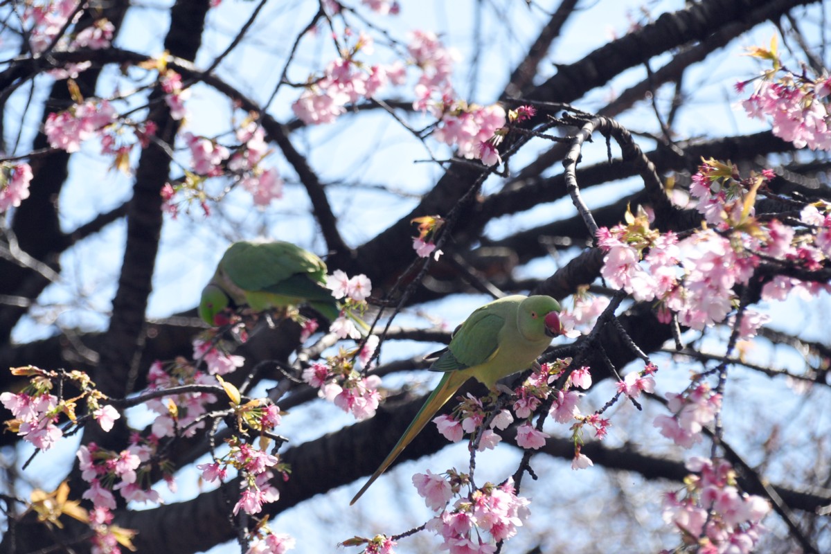 撮影・風景写真・新宿御苑